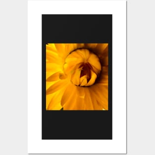 Yellow Straw Flower - Shine Your Light! Posters and Art